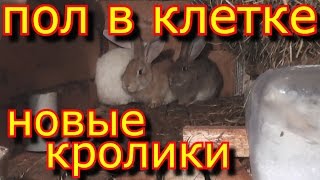Пол в клетке. Купил новых кроликов. Кролиководство в гараже