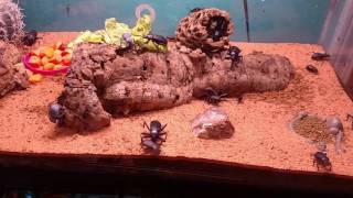 Desert Darkling Beetle Setup