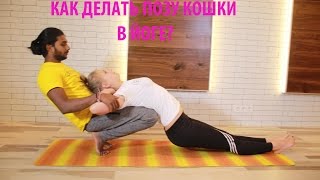 Марджариасана, или как делать позу Кошки в йоге?