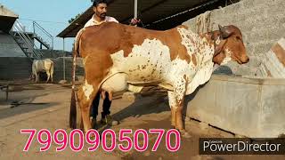 Top Quality Gir cow for sall Bhavnagar Gujarat.
