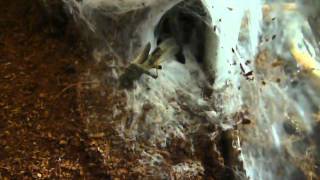 TARANTULA COLLECTION FEEDING VIDEO #3
