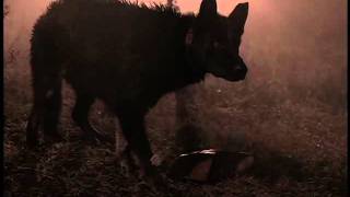 The Hound of the Baskervilles (2000)