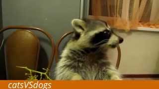 ВИДЕО ПРИКОЛЫ С ЖИВОТНЫМИ #2 [кошки. собаки.еноты...]