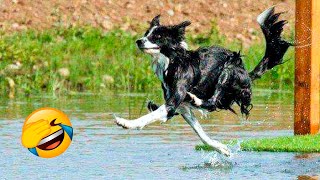 Funniest Dogs And Cats Videos - Best Funny Animal Videos 2022