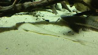 Exhibit 29 Pseudohemiodon laticeps