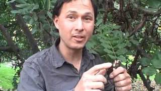 Whole Raw Carob Fruit - Nature's Most Delicious Candy Grown on a Tree