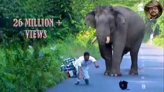 Elephant Chasing Due To Foolish Activity.