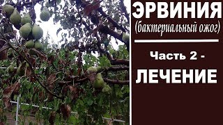 Черные листья на груше -бактериальный ожог груши.  Часть 2  -  Лечение эрвинии. Препараты, обработки