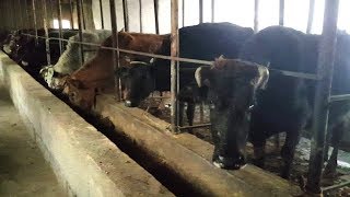 90 KUNDA 60 KG SEMIRADI HUNAJIN MOL BOQISH SIRLARI