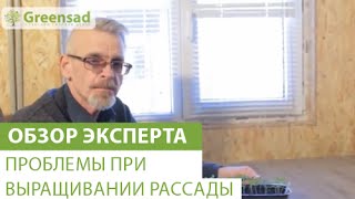 Проблемы при выращивании рассады