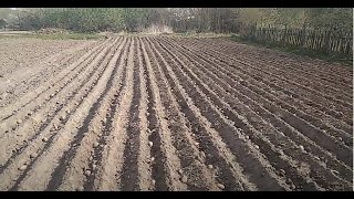 Сажу картофель  своим трансформером.