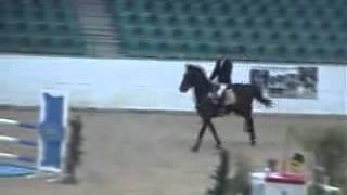707 Da *2008 gelding by Viceroy T - Creool ,130 jumper