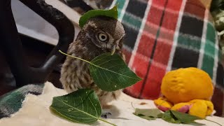 Совёнок Лучик перекусывает листики. А что, мышек на ужин совсем нет?