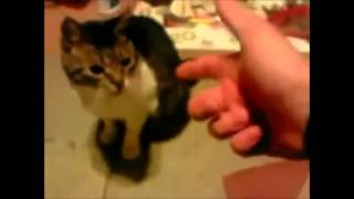 Милейшие 'убийства' животныx / killing of animals