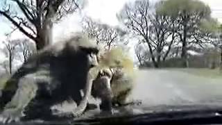 Video naeq cicaxalu e