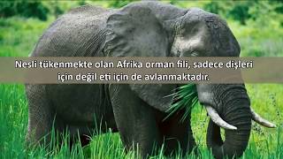 İnsanların Yediği En İğrenç 10 Hayvan