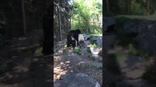 동물원갔다가 허걱 곰들의 사랑!! 곰들의 교미!! Animal bear mating from calgary zoo!