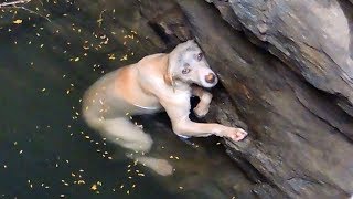 A drowning dog's desperate wish comes true
