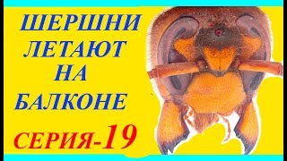 Как Шершни Летают на Балконе? СЕРИЯ-19.  Привет из Гнезда Шершней Vespa crabro.