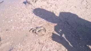 КРАБЫ В АНАПЕ, Crabs in Anapa