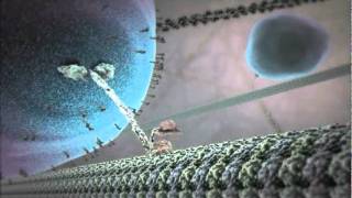 The Inner Life of the Cell