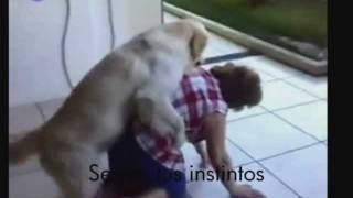 Filosofia canina