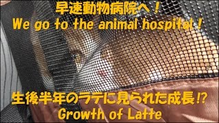 【子猫ラテの去勢手術 #2】早速動物病院へ！生後半年のラテに見られた成長⁉　We go to the animal hospital！ Growth of Latte