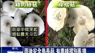 雨後安全島長菇 有毒綠褶別亂摘－民視新聞