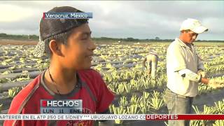 El paraíso de la piña en México