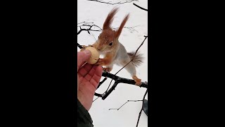 Длинноухий упал, но орех не выпустил / Long-eared fell, but the nut did not release
