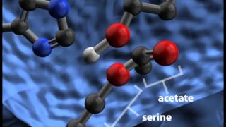 Acetylcholinesterase Cleaving Acetylcholine