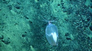 Quirky Piglet Squid in Hawaiian Waters | Nautilus Live