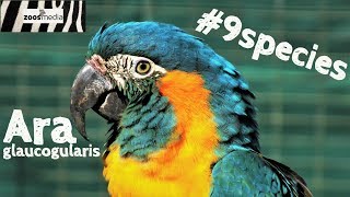Gerettet vom Loro Parque: Blaulatzara (Ara glaucogularis) #9species | zoos.media