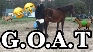 Goat mating with horse LMAOO