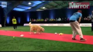 Watch world's WORST racing dog embarrass its owner during Finland #039;s Crufts competition   M