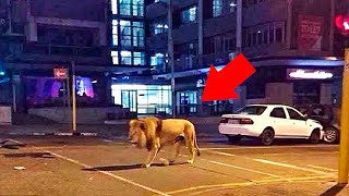 10 Опасных Животных, Попавших в Центр Города