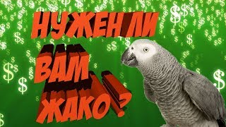 СТОИТ ЛИ ПОКУПАТЬ ПОПУГАЯ ЖАКО - СОДЕРЖАНИЕ И УХОД - ЦЕНА - СТОИТ ЛИ? #1