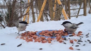 Зовите к мониторам своих котиков! Птички опять красивое показывают!