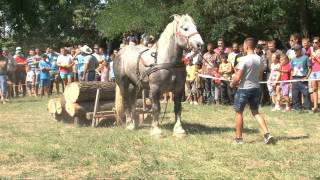 Festival ecvestru Tăuteu 2013 Caii lui Pop Sorin (Soricelu)