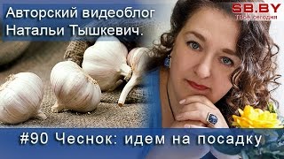 Чеснок под зиму - как и когда сажать
