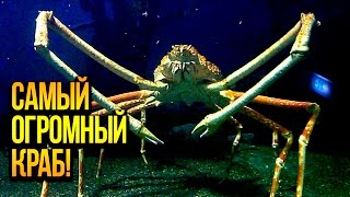 САМЫЙ ОГРОМНЫЙ КРАБ В МИРЕ!