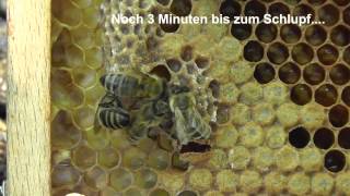 Der Schlupf einer jungen Bienenkönigin