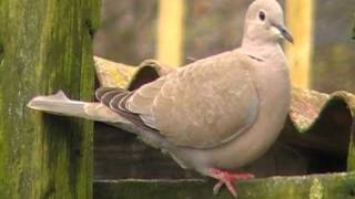 birds nl... collared dove