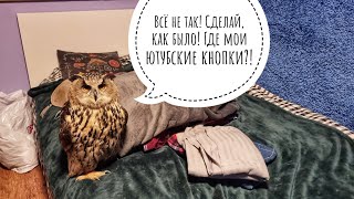 Сова Ёль прибыла в московские хоромы, посмотрела новый мерч, села спать. Завтра надо быть готовой!