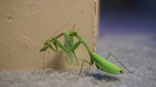 Preying praying mantis (video)