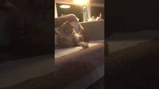 Cute cat masturbating porn