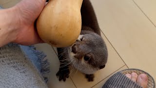 またまたカワウソにそっくりなものを見つけてしまった！ I found another otter look-alike!