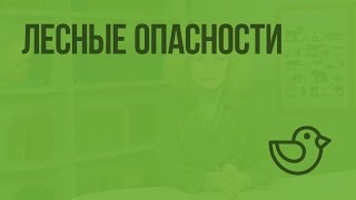 Лесные опасности. Видеоурок по окружающему миру 2  класс