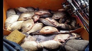 Ловля килограммовых карасей на мотыля