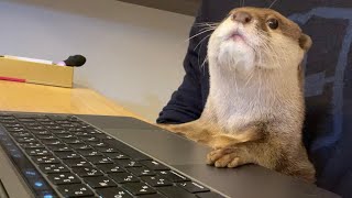 一緒にパソコン作業をしてくれようとするカワウソ otter trying to work on the computer with me.